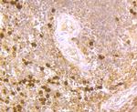 PR3 Antibody in Immunohistochemistry (Paraffin) (IHC (P))