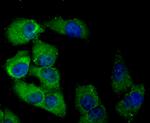 DLL4 (delta-like 4) Antibody in Immunocytochemistry (ICC/IF)