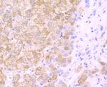 DLL4 (delta-like 4) Antibody in Immunohistochemistry (Paraffin) (IHC (P))