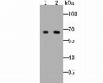 ZIP12 Antibody in Western Blot (WB)