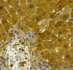 MSH6 Antibody in Immunohistochemistry (Paraffin) (IHC (P))