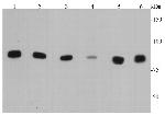 IKK alpha Antibody in Western Blot (WB)