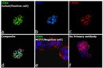 CDK6 Antibody in Immunocytochemistry (ICC/IF)