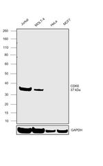 CDK6 Antibody in Western Blot (WB)