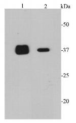 CDK6 Antibody in Western Blot (WB)