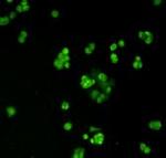 MGMT Antibody in Immunocytochemistry (ICC/IF)