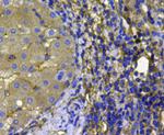 Pan Ras Antibody in Immunohistochemistry (Paraffin) (IHC (P))