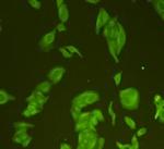 GAP43 Antibody in Immunocytochemistry (ICC/IF)