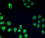 PDI Antibody in Immunocytochemistry (ICC/IF)