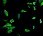 PDI Antibody in Immunocytochemistry (ICC/IF)