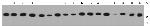 PDI Antibody in Western Blot (WB)