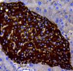 Chromogranin A Antibody in Immunohistochemistry (Paraffin) (IHC (P))