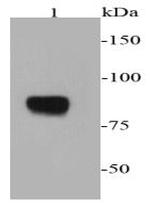 Chromogranin A Antibody in Western Blot (WB)