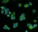 BMP-2 Antibody in Immunocytochemistry (ICC/IF)