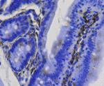 BMP-2 Antibody in Immunohistochemistry (Paraffin) (IHC (P))