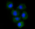 CD73 Antibody in Immunocytochemistry (ICC/IF)