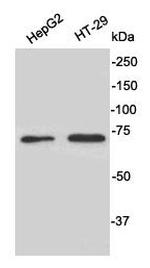 CD73 Antibody in Western Blot (WB)