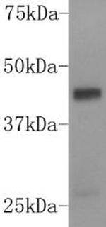 DUSP5 Antibody in Western Blot (WB)