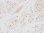 CaMKII delta Antibody in Immunohistochemistry (Paraffin) (IHC (P))