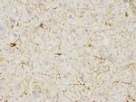 CaMKII delta Antibody in Immunohistochemistry (Paraffin) (IHC (P))