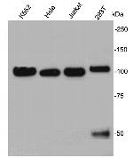 Nucleolin Antibody in Western Blot (WB)