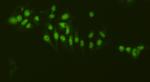 Nucleolin Antibody in Immunocytochemistry (ICC/IF)