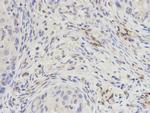 DPY30 Antibody in Immunohistochemistry (Paraffin) (IHC (P))