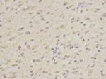 DPY30 Antibody in Immunohistochemistry (Paraffin) (IHC (P))