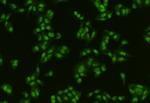 PTBP1 Antibody in Immunocytochemistry (ICC/IF)