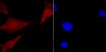 CUG-BP2 Antibody in Immunocytochemistry (ICC/IF)