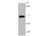 CUG-BP2 Antibody in Western Blot (WB)