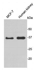 HADH Antibody in Western Blot (WB)