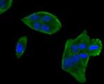 MYLK Antibody in Immunocytochemistry (ICC/IF)