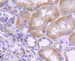 Nestin Antibody in Immunohistochemistry (Paraffin) (IHC (P))