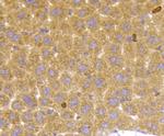 TSC2 Antibody in Immunohistochemistry (Paraffin) (IHC (P))