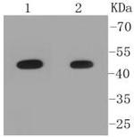 PYGO2 Antibody in Western Blot (WB)