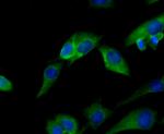 PRDX2 Antibody in Immunocytochemistry (ICC/IF)