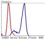 GSK3B Antibody in Flow Cytometry (Flow)