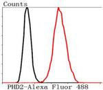 PHD2 Antibody in Flow Cytometry (Flow)