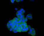 PHD2 Antibody in Immunocytochemistry (ICC/IF)