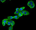 CCL3 (MIP-1 alpha) Antibody in Immunocytochemistry (ICC/IF)