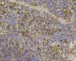 CCL3 (MIP-1 alpha) Antibody in Immunohistochemistry (Paraffin) (IHC (P))