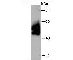 PD-L1 (CD274) Antibody in Western Blot (WB)