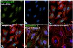 Thioredoxin 1 Antibody in Immunocytochemistry (ICC/IF)