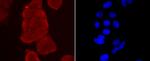 Thioredoxin 1 Antibody in Immunocytochemistry (ICC/IF)