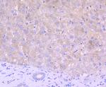 Thioredoxin 1 Antibody in Immunohistochemistry (Paraffin) (IHC (P))