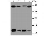 Thioredoxin 1 Antibody in Western Blot (WB)