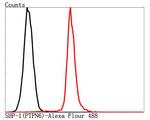 SHP-1 Antibody in Flow Cytometry (Flow)