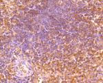 SHP-1 Antibody in Immunohistochemistry (Paraffin) (IHC (P))