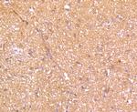 SHP-1 Antibody in Immunohistochemistry (Paraffin) (IHC (P))